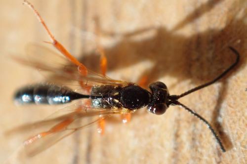 Stenodontus sp.